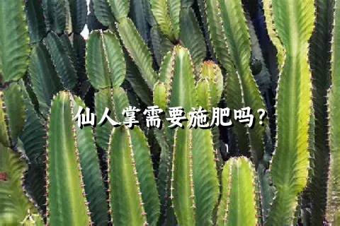 仙人掌需要施肥吗？