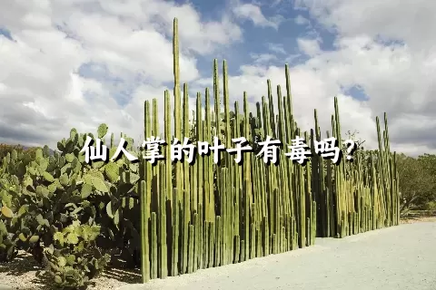 仙人掌的叶子有毒吗？