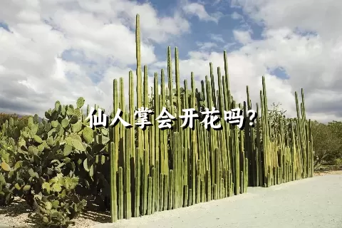 仙人掌会开花吗？