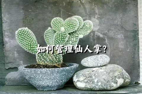 如何管理仙人掌？