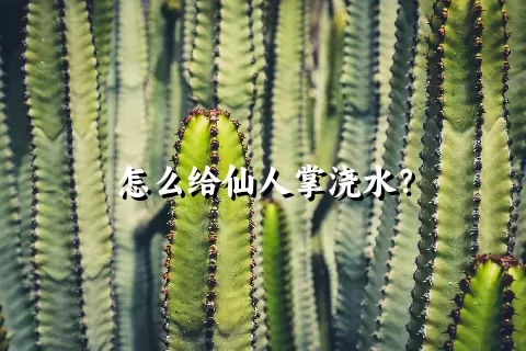 怎么给仙人掌浇水？