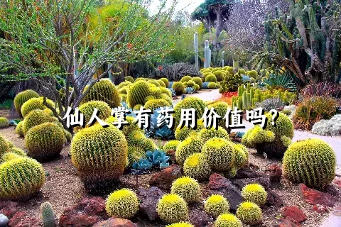 仙人掌有药用价值吗？