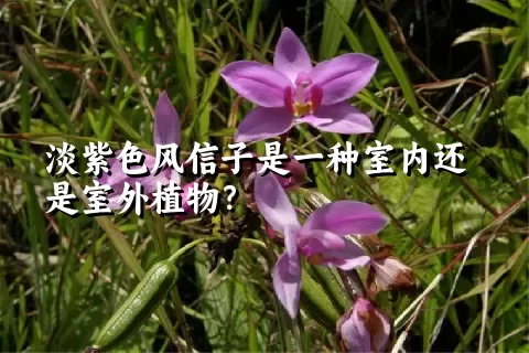 淡紫色风信子是一种室内还是室外植物？