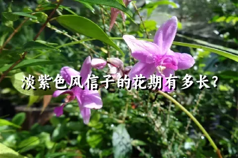 淡紫色风信子的花期有多长？