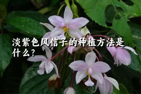 淡紫色风信子的种植方法是什么？