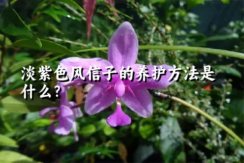 淡紫色风信子的养护方法是什么？