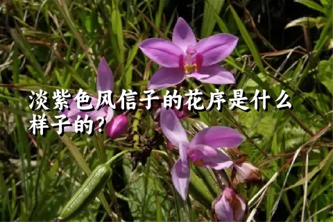 淡紫色风信子的花序是什么样子的？