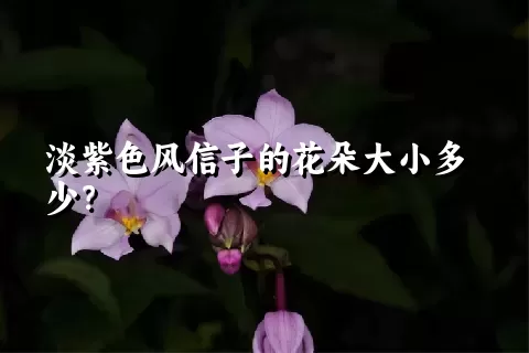 淡紫色风信子的花朵大小多少？