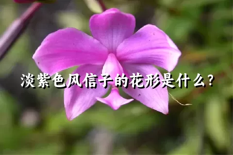 淡紫色风信子的花形是什么？