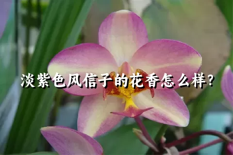 淡紫色风信子的花香怎么样？