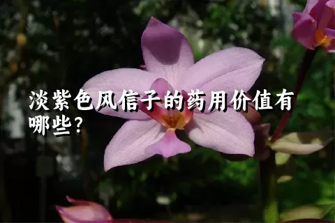 淡紫色风信子的药用价值有哪些？