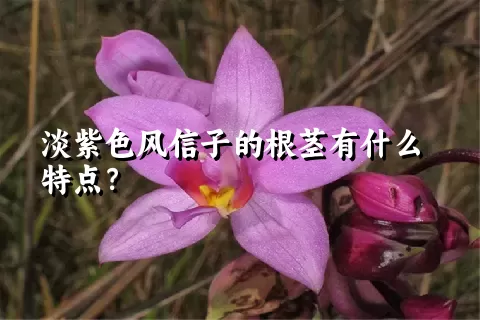 淡紫色风信子的根茎有什么特点？