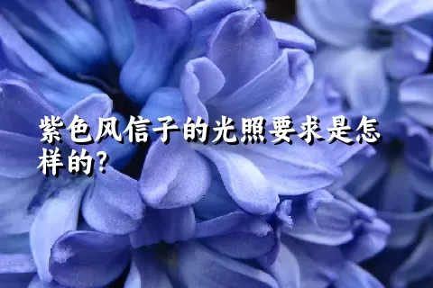 紫色风信子的光照要求是怎样的？