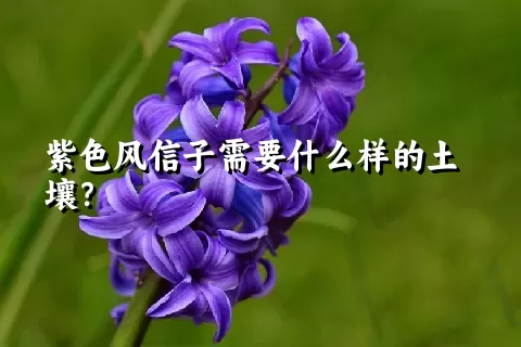 紫色风信子需要什么样的土壤？