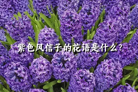 紫色风信子的花语是什么？