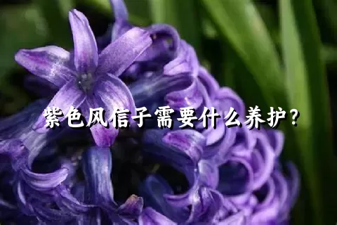 紫色风信子需要什么养护？