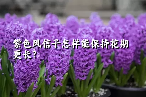 紫色风信子怎样能保持花期更长？