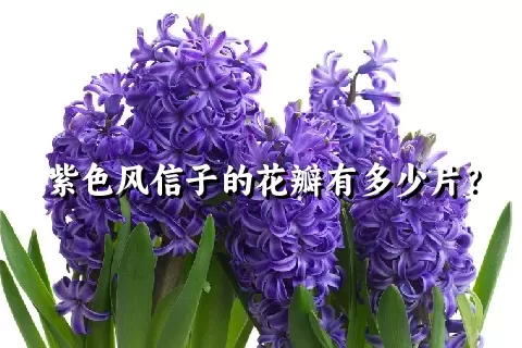 紫色风信子的花瓣有多少片？