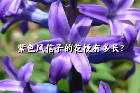 紫色风信子的花梗有多长？