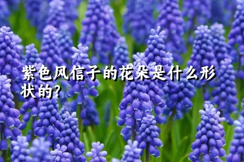 紫色风信子的花朵是什么形状的？