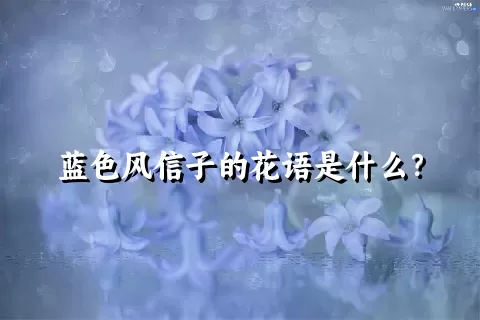 蓝色风信子的花语是什么？