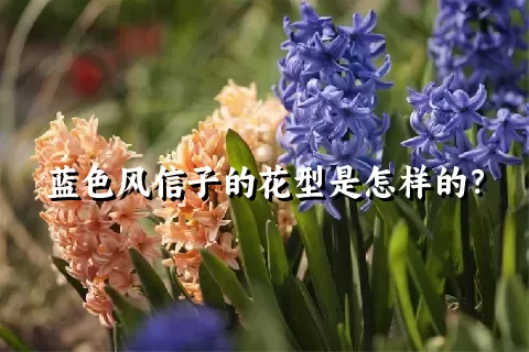 蓝色风信子的花型是怎样的？