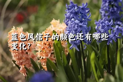 蓝色风信子的颜色还有哪些变化？