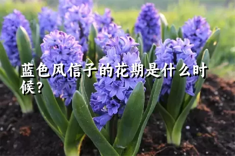 蓝色风信子的花期是什么时候？