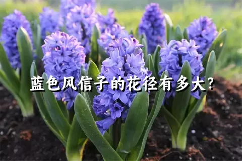 蓝色风信子的花径有多大？