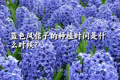 蓝色风信子的种植时间是什么时候？