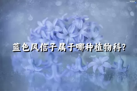 蓝色风信子属于哪种植物科？