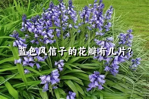 蓝色风信子的花瓣有几片？