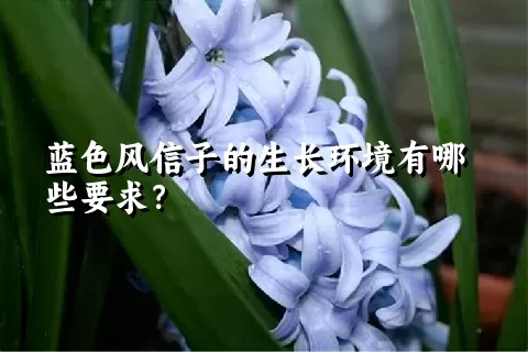 蓝色风信子的生长环境有哪些要求？