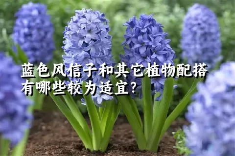 蓝色风信子和其它植物配搭有哪些较为适宜？