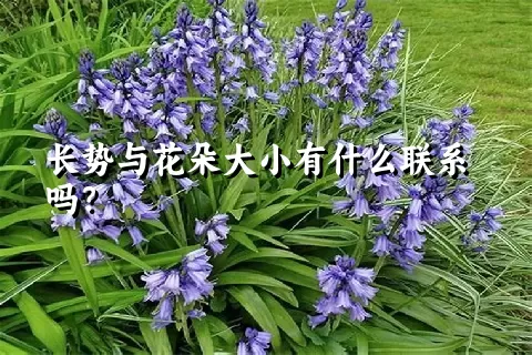 长势与花朵大小有什么联系吗？