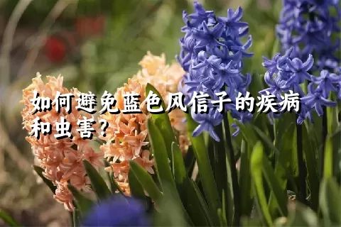 如何避免蓝色风信子的疾病和虫害？