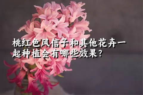 桃红色风信子和其他花卉一起种植会有哪些效果？