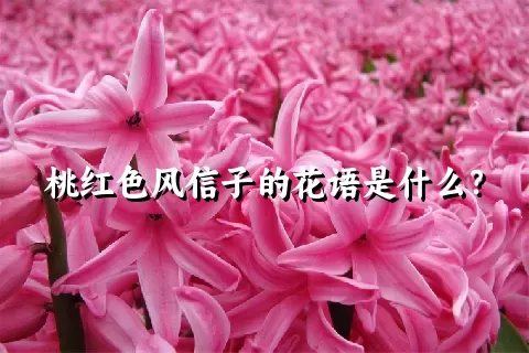 桃红色风信子的花语是什么？