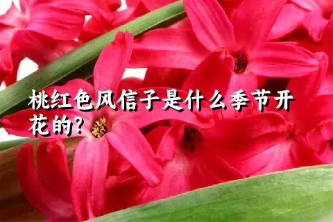 桃红色风信子是什么季节开花的？