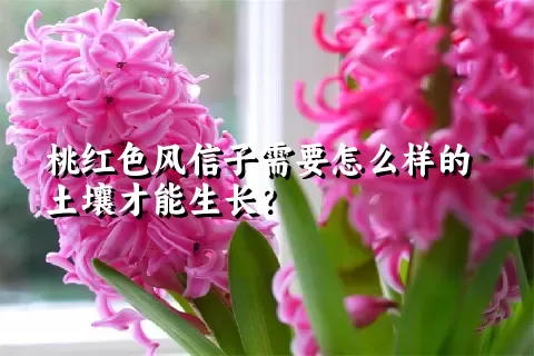 桃红色风信子需要怎么样的土壤才能生长？