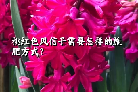 桃红色风信子需要怎样的施肥方式？