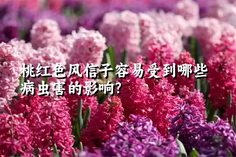 桃红色风信子容易受到哪些病虫害的影响？