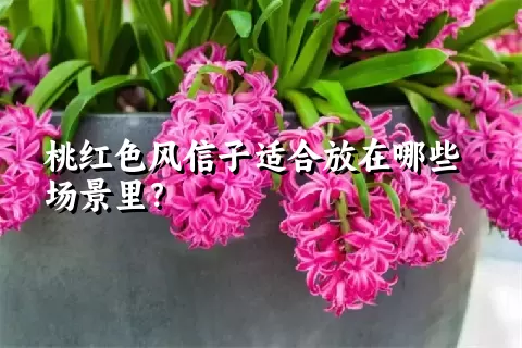 桃红色风信子适合放在哪些场景里？