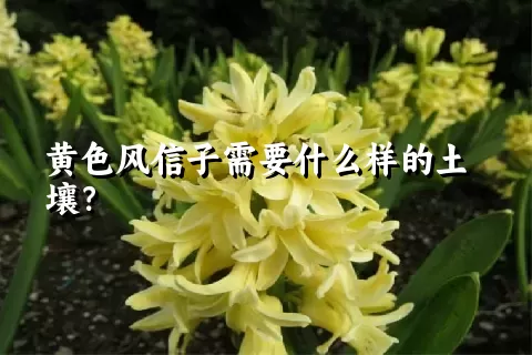 黄色风信子需要什么样的土壤？