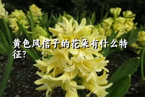 黄色风信子的花朵有什么特征？