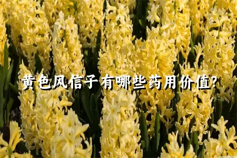 黄色风信子有哪些药用价值？