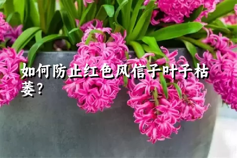 如何防止红色风信子叶子枯萎？