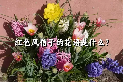 红色风信子的花语是什么？