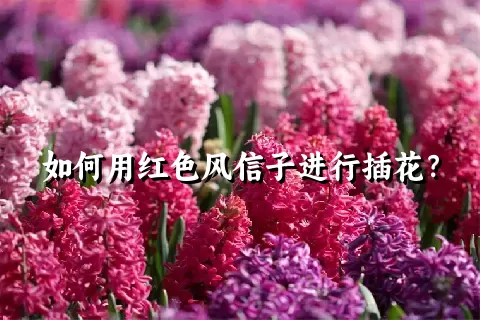 如何用红色风信子进行插花？