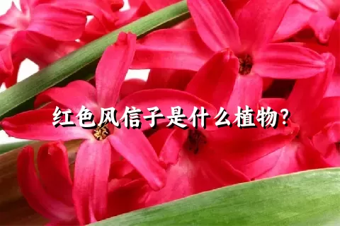 红色风信子是什么植物？